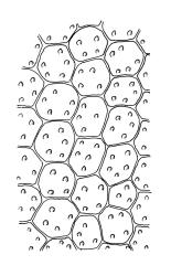 Erpodium glaucum, upper laminal cells. Drawn from G.M. O’Malley s.n., CHR 545820.
 Image: R.C. Wagstaff © Landcare Research 2014 